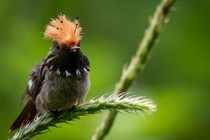 Spangled Coquette Hummingbird 