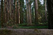 Speaking of Redwoods Jedediah Smith Redwood State Park California 