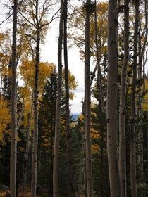 Spent some time in Flagstaff AZ this weekend to see the fall leaves  OC