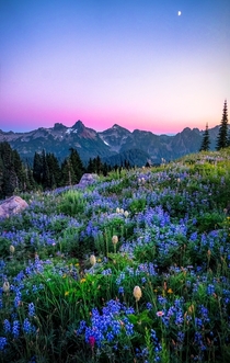 Spent sunset up at Mt Rainier- it is by far one of the most enchanting places Ive ever visited 