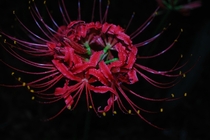 Spider Lily 