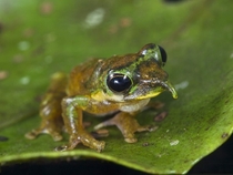 Spike-nosed tree frog Litoria sp nov 