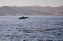 Spinner dolphin Stenella longirostris off the coast of Oman 
