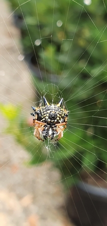 Spiny Orb Spider