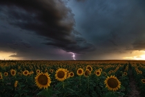 Splendid Summer Severe Storm at Sunset with Sunflowers - Denver CO 