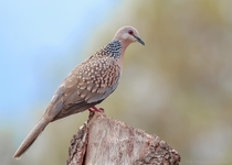 Spotted Dove Streptopelia chinensis - Sattal Uttarakhand India 