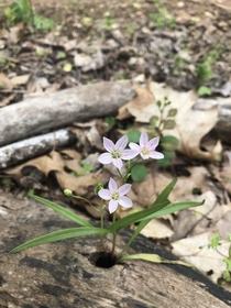 Spring Beauty growing from wood pecker hole in log
