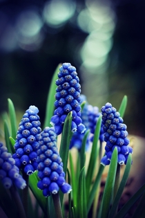 Spring Blues - Muscari on a cold and cloudy Day Traubenhyazinthen 