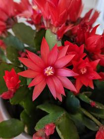 Spring Cactus Bloom Hatiora gaertneri