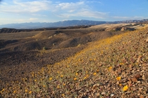 Spring flowers in Death Valley CA 