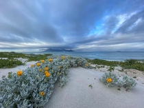 Spring flowers starting to bloom in Bloubergstrand Cape Town South Africa 