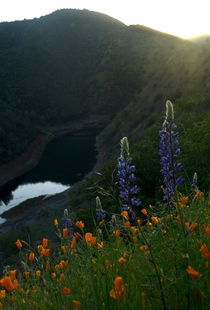 Spring has sprung in the foothills of California Featuring my favorite flower Lupine Don Pedro CA  seanaimages