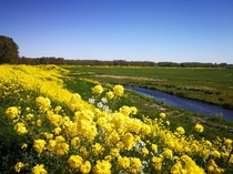 Spring in Holland OC x