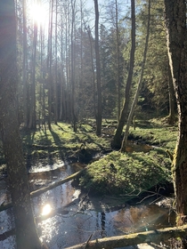 Spring mornings in northern Estonia 