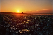 Spring Sunset The Pannonian Plain 
