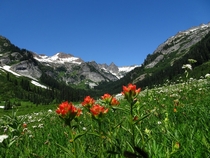 Spring time flowers in Spider Meadow high in the Cascades 