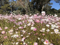 Spring wildflowers Kings Park Western Australia  no filter or colour adjustment