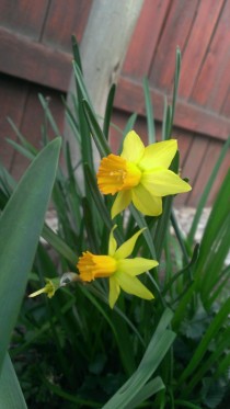Springtime daffodils 