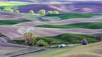 Springtime in the Palouse Hills 