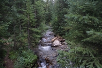 Spruce Creek in White River National Forest  x