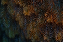 Spruce needles 