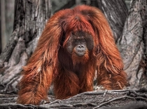 Square up An big male orangutan in the jungles of Borneo