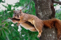 Squirrel in repose Tamiasciurus hudsonicus - 