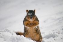 Squirrel scouring the snow for food 
