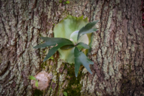 Staghorn Fern Platycerium bifurcatum on a Live Oak 