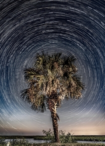 Star Trails encompassing a palm tree Florida 