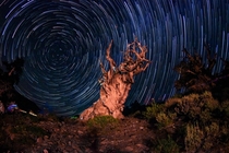 Star Trails Over An Ancient Bristlecone Pine Tree 