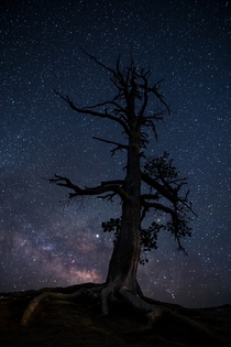 Stars and the old tree Bryce Canyon Utah US 
