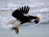 Stellers Sea Eagle Haliaeetus pelagicus 