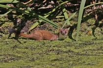Stoat taking a dip in a pond Mustela erminea - x