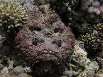 Stone fish Synanceia verrucosa found on coastal areas of the Indo-Pacific 