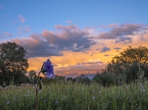 Storm clouds and flowers at sunset this evening in Redding California 