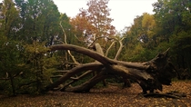 Storms in  brought down some of the oldest trees in Hampstead Heath Heres one of the most impressive ripped from its roots but amazingly still in one piece  London UK  