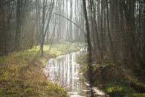 Stream in a little forest Northern Germany 