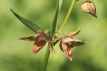 Stream Orchid - Epipactis gigantea 