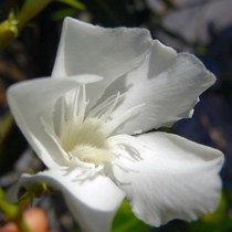 Stunning Macro Closeup Detail of Very Small Flower 