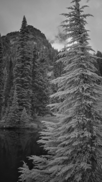 Sub-alpine firs Tipsoo Lake WA Elev   OC
