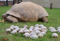 Sulcata Giant Tortoise with  Hatchlings x - post from rpics 