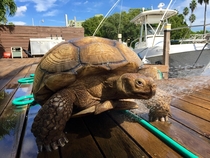 Sulcata tortoise enjoying his showertime 