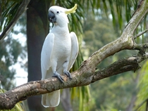 Sulphur-crested cockatoo - Sydney  