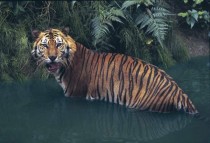 Sumatran tiger Panthera tigris sumatrae 