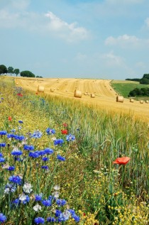 Summer field in Belgium 