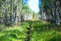 Summer forest Finland 