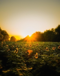 Summer in a Sunflower Field outside of DC  james_films
