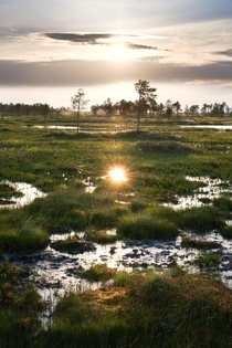 Summer light reflected in a swamp near Oulu northern Finland 