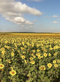 Summer picture - Sunflower field in Crimea 